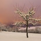 Black Forest Winter Tale