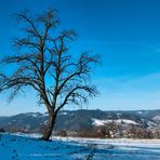 black forest.lonley tree