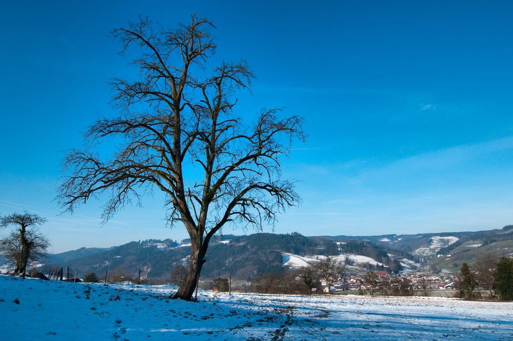 black forest.lonley tree