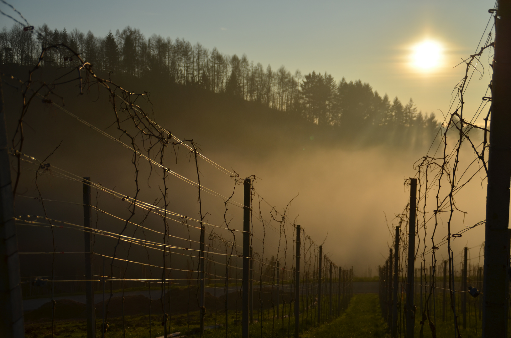 Black Forrest Vines