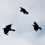 Black Friday 09.07.2021 flight of crows