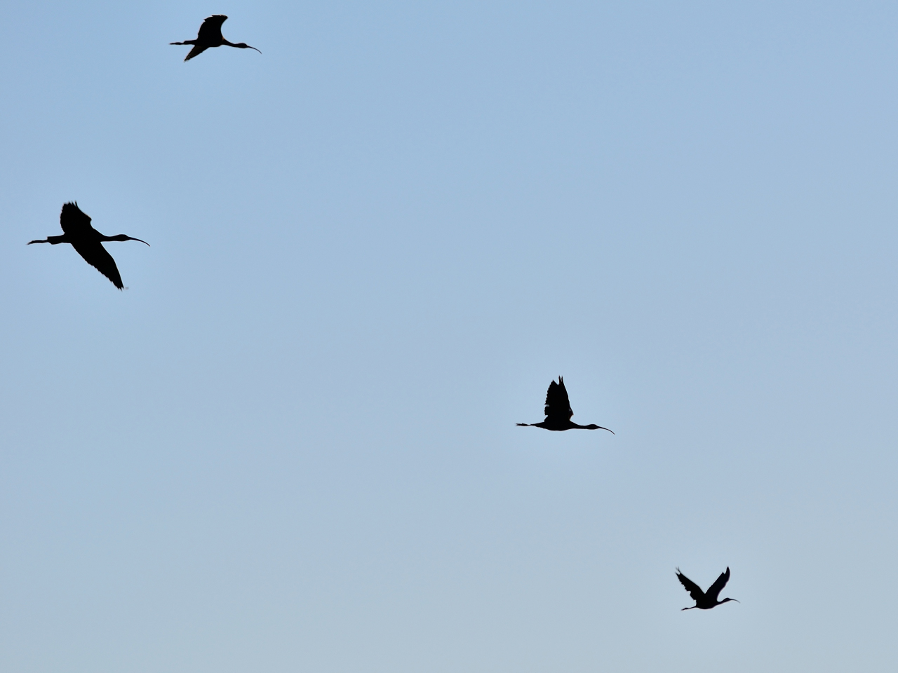 Black Friday, Sichlerflug,  Flight of Glossy ibis, vuelo del morito común