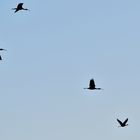 Black Friday, Sichlerflug,  Flight of Glossy ibis, vuelo del morito común