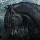 Black Frisian Stallion