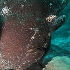 Black frogfish