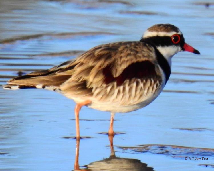 Black-fronted Dotterel