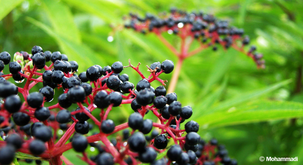 black fruit in green back