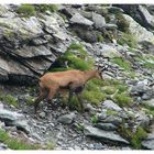 black-goat ( Rupicapra rupicara )