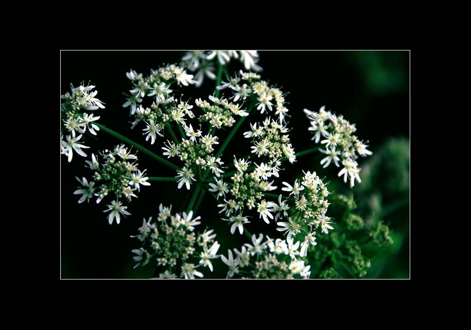 black, green & white