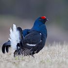 Black grouse 1