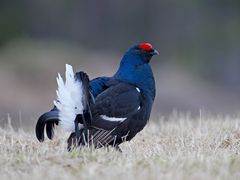 Black grouse 1