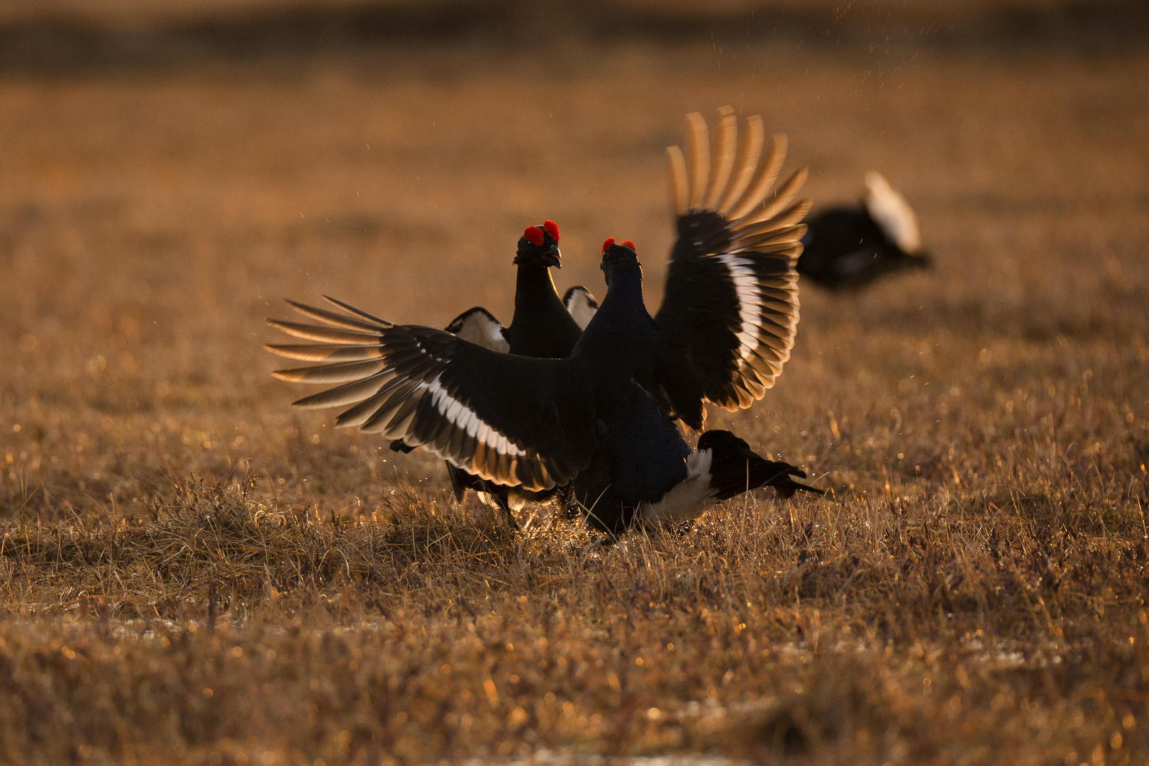 BLACK GROUSE