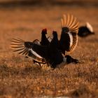 BLACK GROUSE