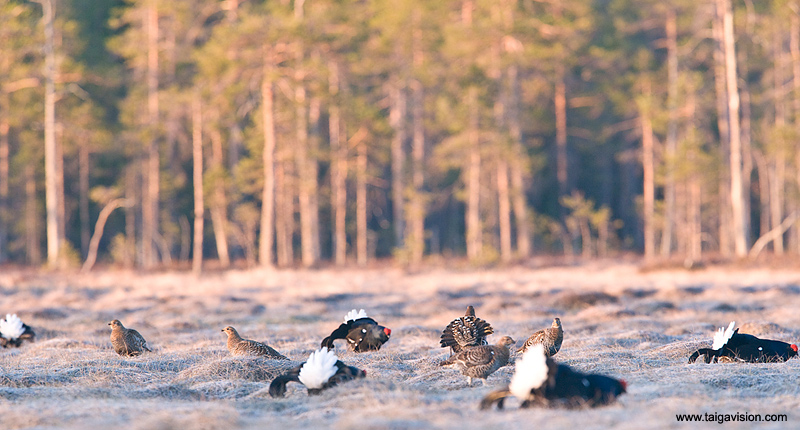 Black grouse