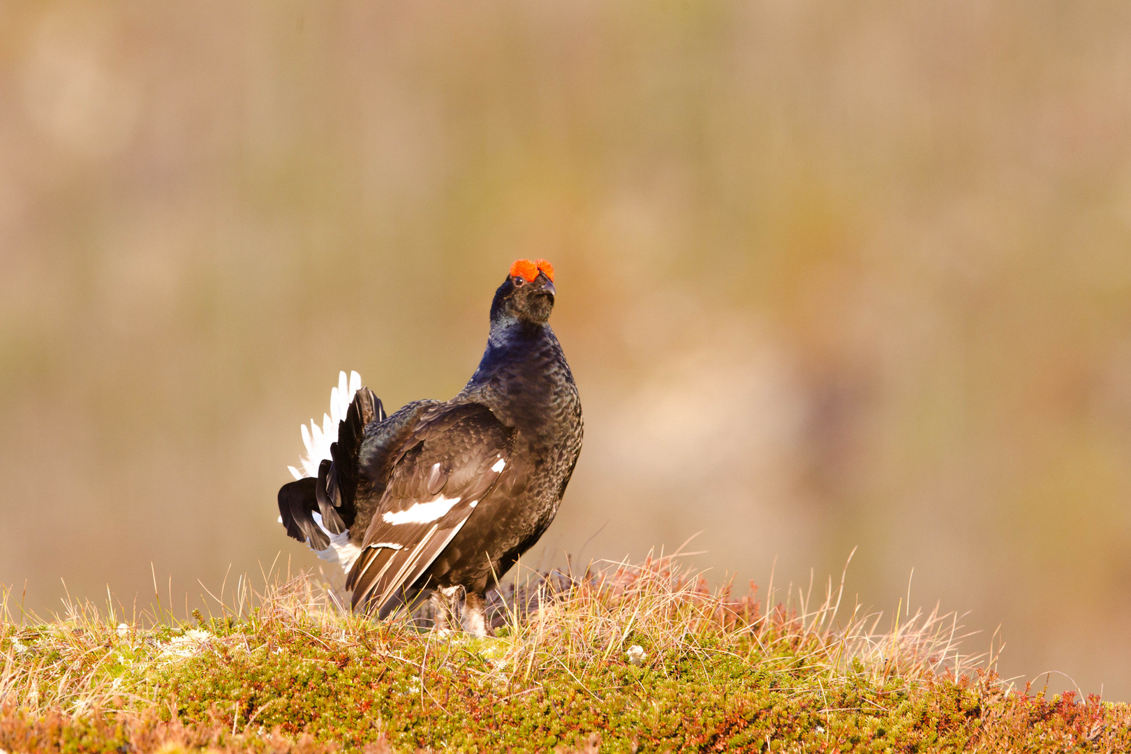 Black Grouse