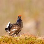 Black Grouse