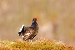 Black Grouse