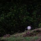 Black Grouse