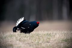 Black grouse