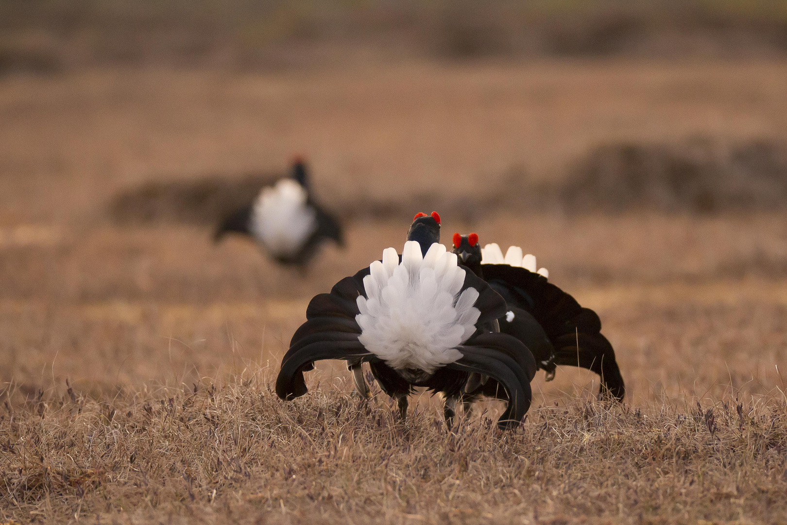 BLACK GROUSE II