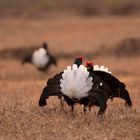 BLACK GROUSE II