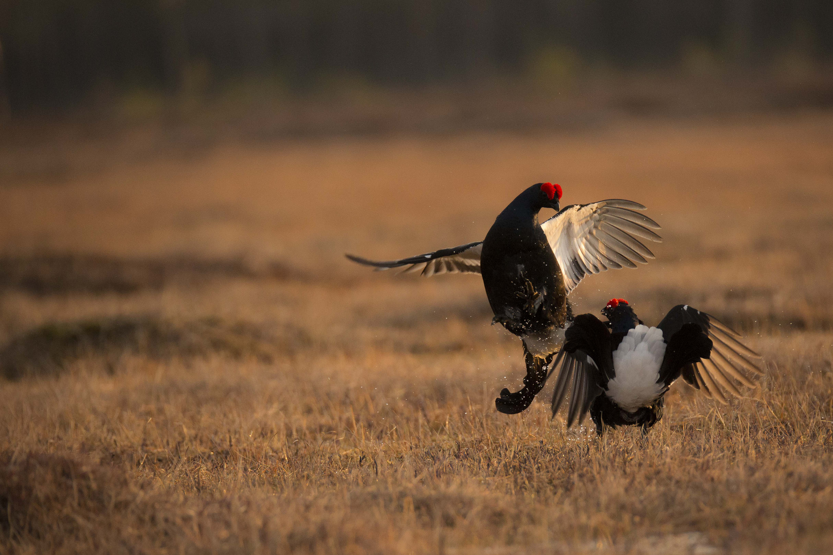 BLACK GROUSE III