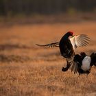 BLACK GROUSE III