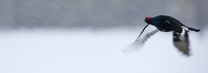 Black grouse III