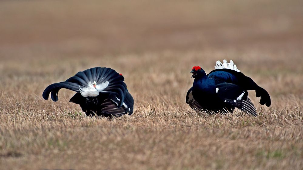 Black grouse lekking 1