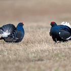 Black grouse lekking 2