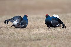 Black grouse lekking 2