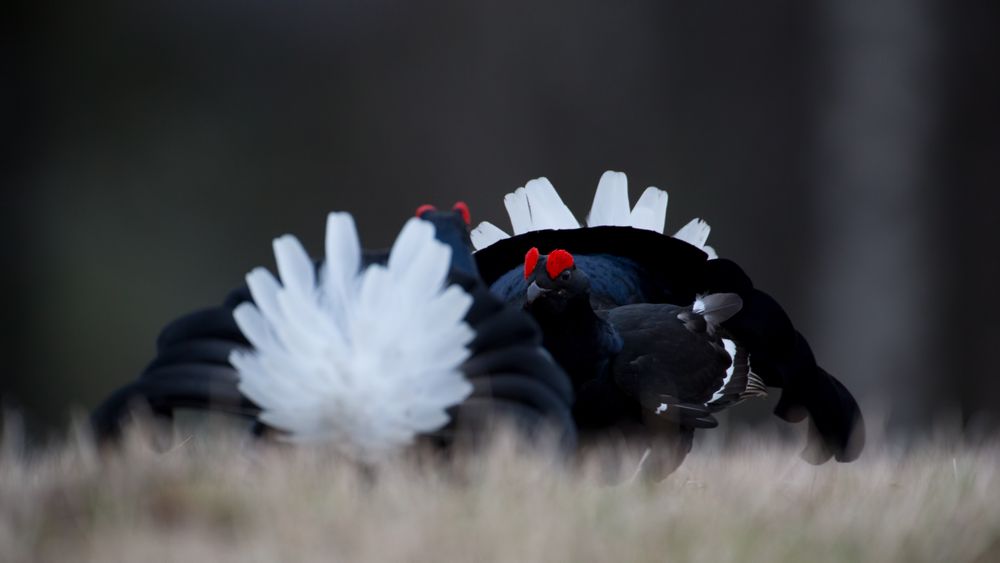 Black grouse lekking