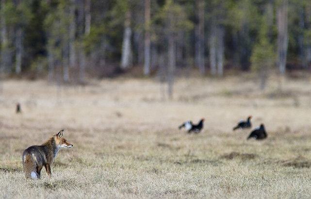 Black grouse & red fox