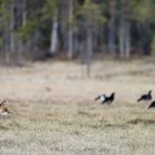 Black grouse & red fox