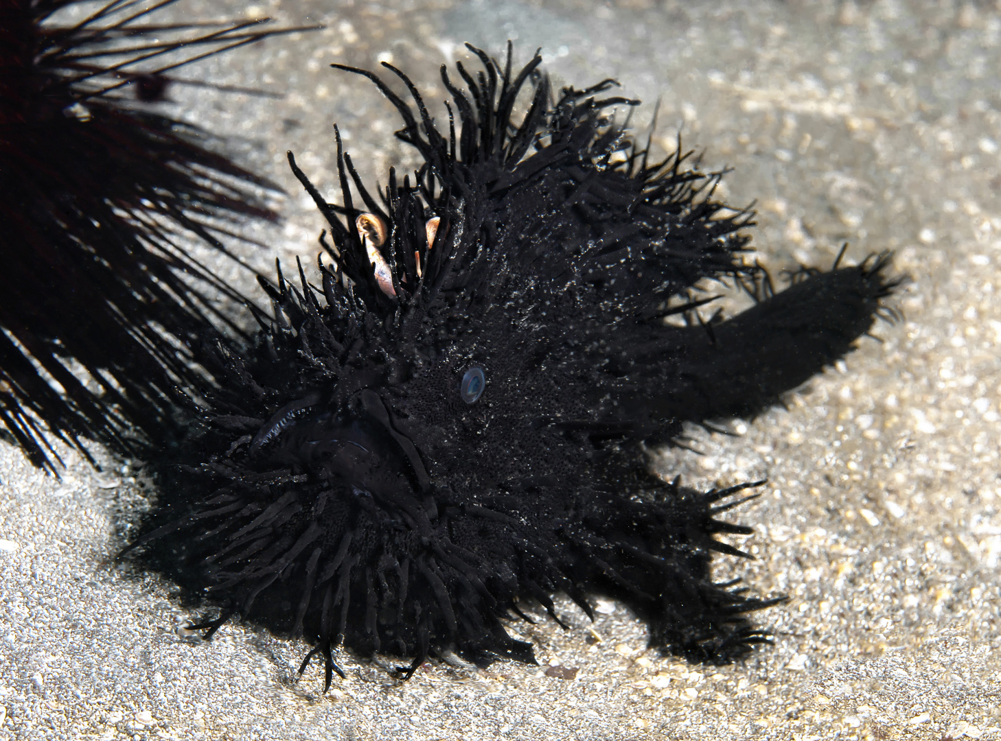 black hairy frogfish