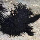 black hairy frogfish