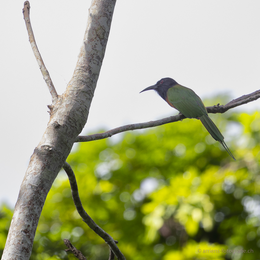 Black-headed Bee-eater