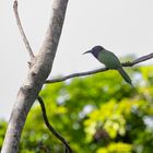 Black-headed Bee-eater