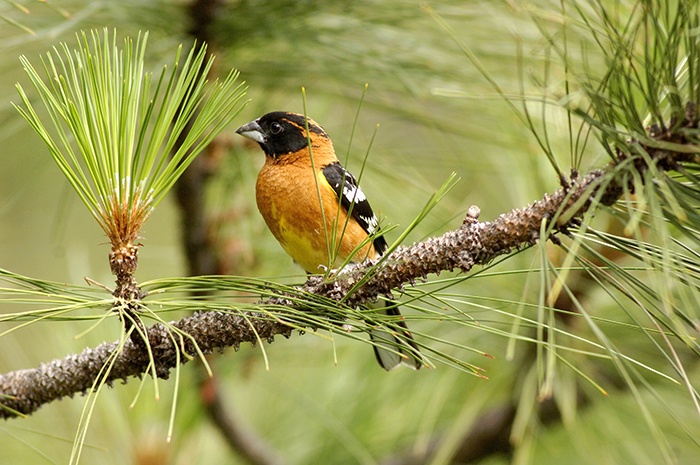 Black Headed Grosbeak on a Pine Twig