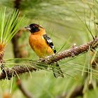 Black Headed Grosbeak on a Pine Twig