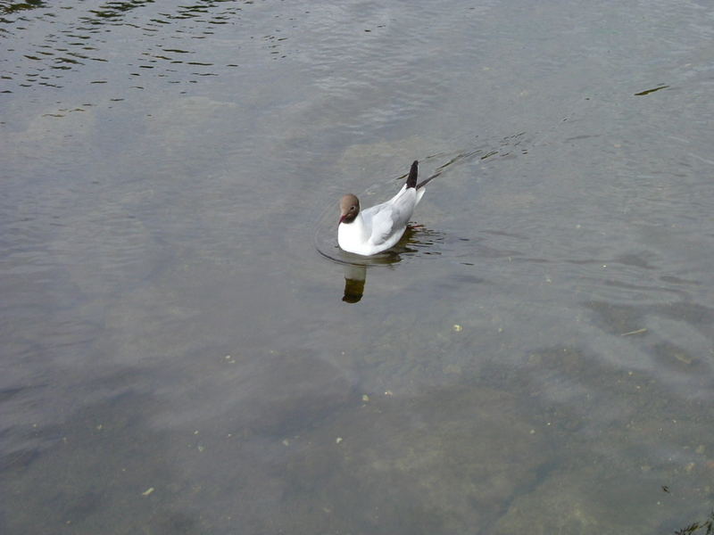 Black headed Gull