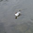 Black headed Gull