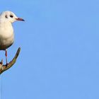 Black-headed Gull