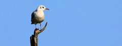 Black-headed Gull