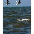 Black-headed gull