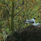 Black-headed Gull