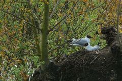 Black-headed Gull