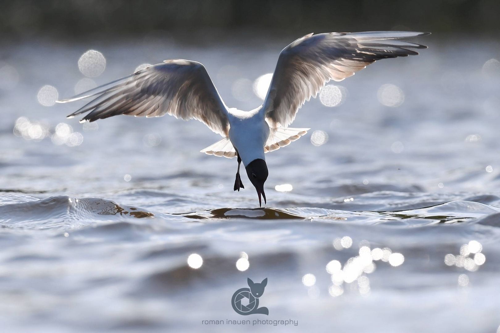 Black headed Gull