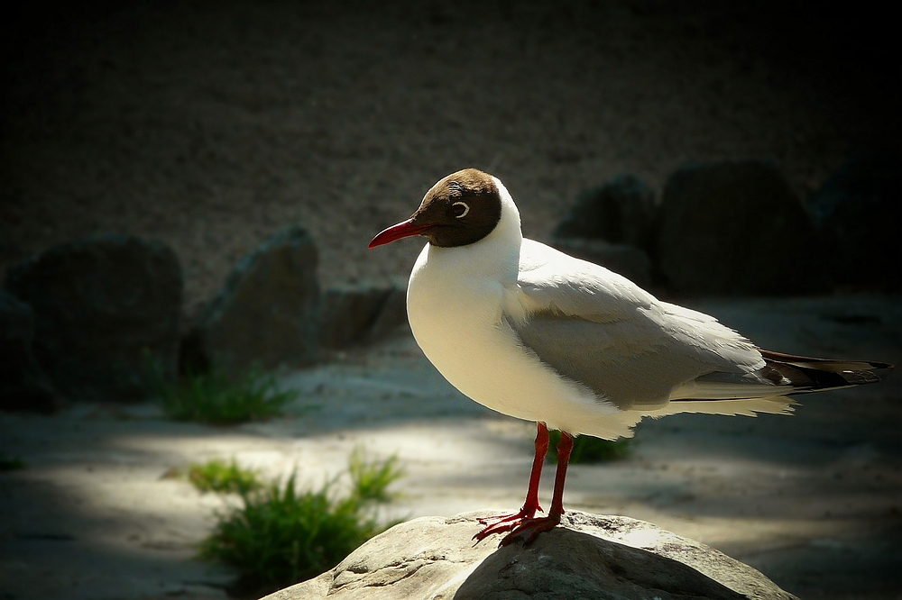 Black Headed gull