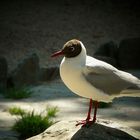 Black Headed gull